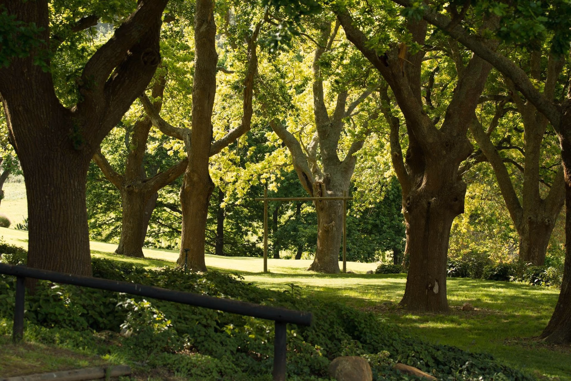 Mature oak trees forming a shaded ceremony garden at Nidderdale Farm
